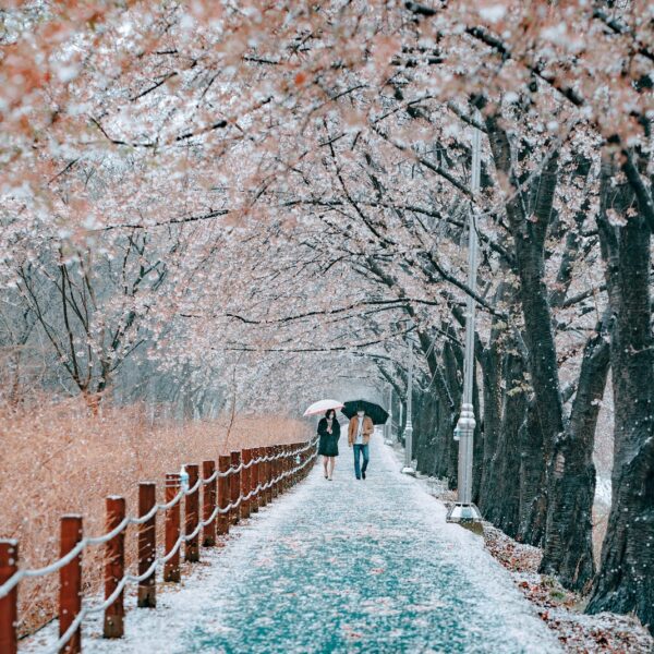 Cherry Blossom Tour Japan